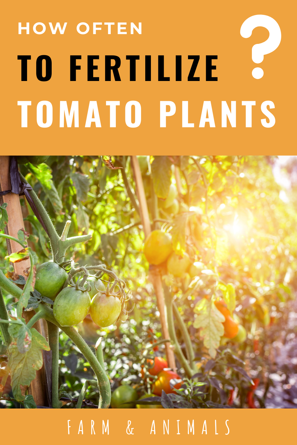 How Often To Fertilize Tomatoes: A Comprehensive Guide
