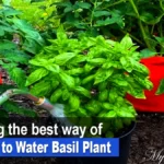 From Seed To Harvest: The Role Of Watering In Growing Healthy Basil Plants