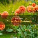 Watering Dahlias 101: The Importance Of Frequency For Beautiful Blooms
