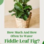 Watering Schedule For Fiddle Leaf Fig: How Often Is Too Much?