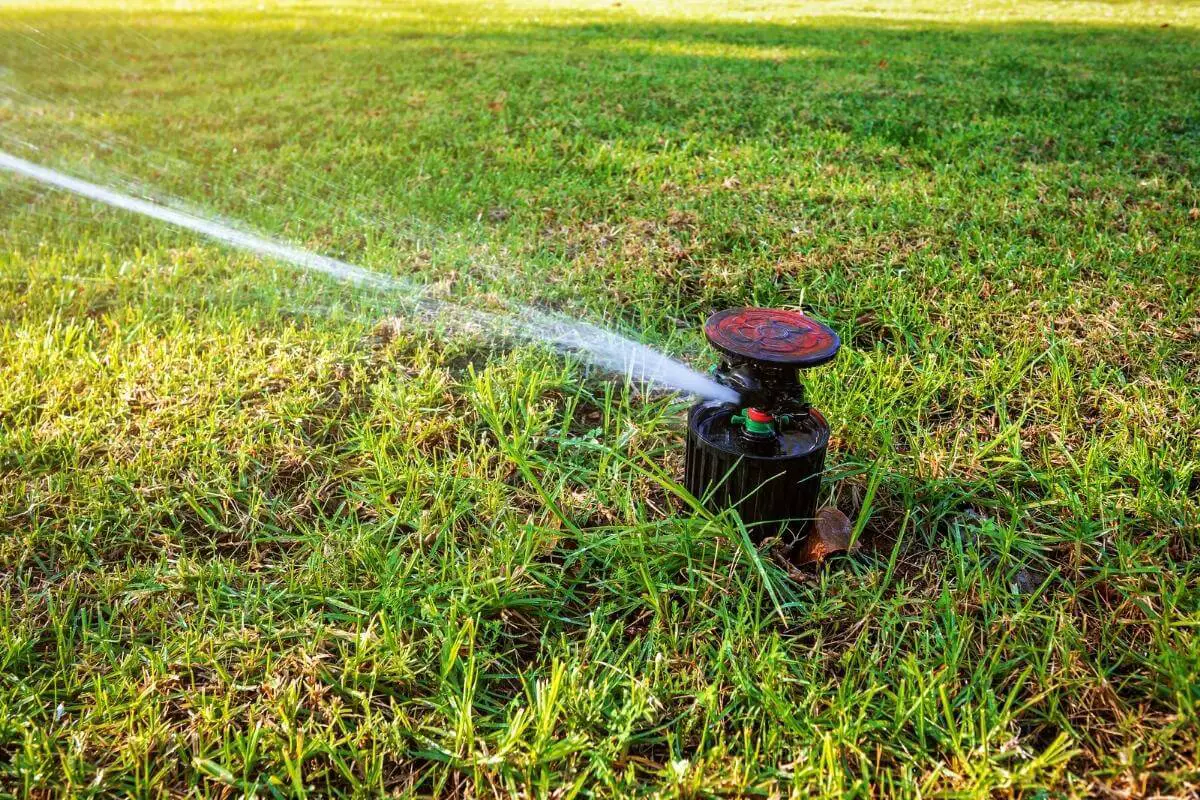 The Dos And Don'ts Of Watering Your Grass: How Often Is Just Right?