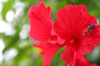 How Often Should I Water My Hibiscus? Tips For Proper Hydration