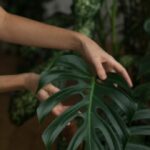 Keeping Your Monstera Happy: A Guide To Proper Watering Frequency