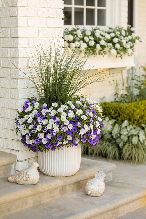 Unleash The Beauty Of Your Petunias With The Right Watering Schedule - How Often To Water Petunias Revealed!