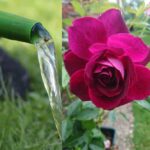 Unlock The Secrets: The Best Watering Schedule For Healthy Roses