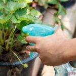 The Ultimate Strawberry Pot Watering Schedule For Maximum Growth