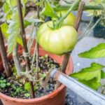 Tomato Pot Watering 101: The Ideal Frequency For Thriving Plants