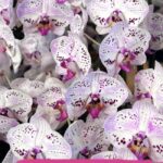 Mastering Orchid Care: The Importance Of Knowing How Often To Water