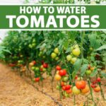 Watering Tomato Plants 101: The Key To Healthy And Abundant Harvests