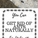 Effective Methods: How To Get Rid Of Ants In Your Home For Good