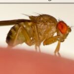 Banish Fruit Flies For Good: Expert Tips On How To Get Rid Of Them