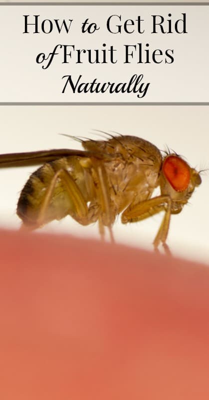 Banish Fruit Flies For Good: Expert Tips On How To Get Rid Of Them