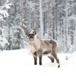 Discover The Fascinating World Of The Baby Reindeer: Everything You Need To Know!