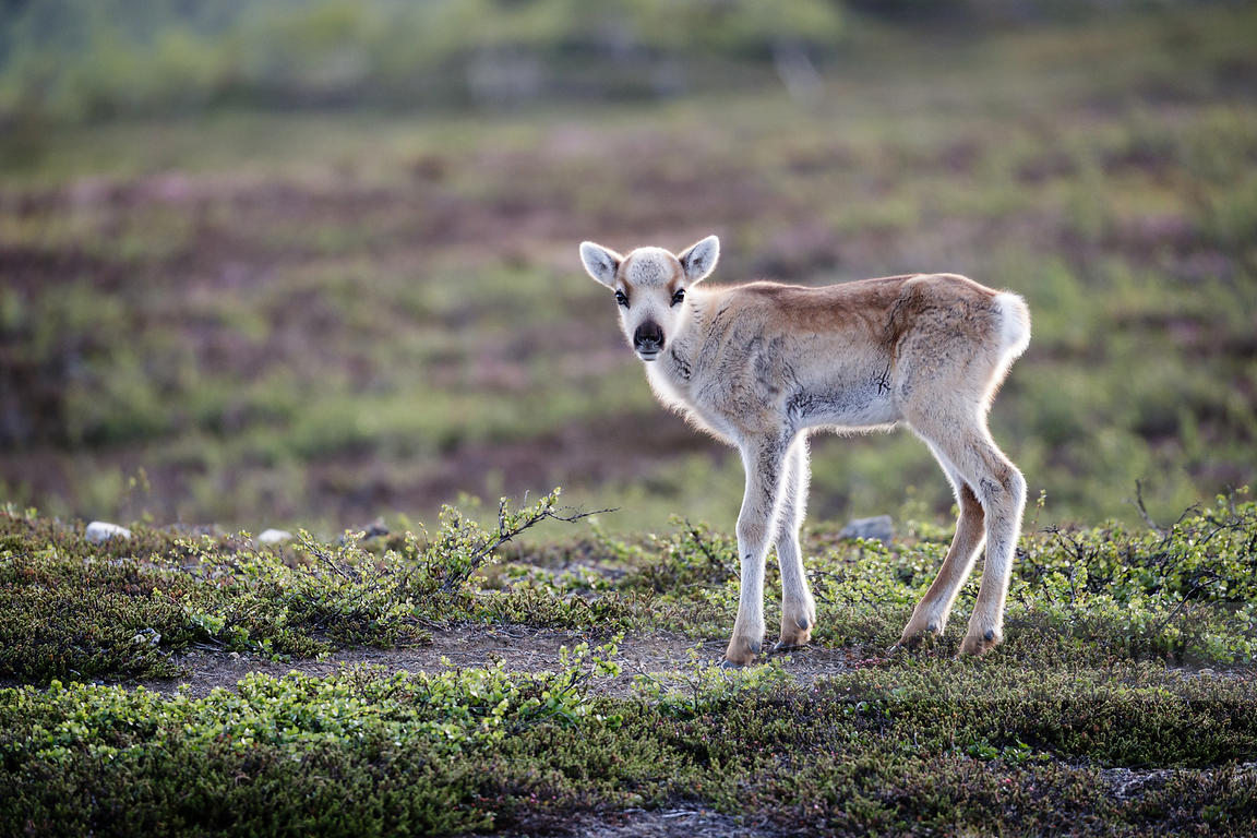 Meet Darrien, The Adorable Baby Reindeer: A Heartwarming Tale Of Love And Adventure