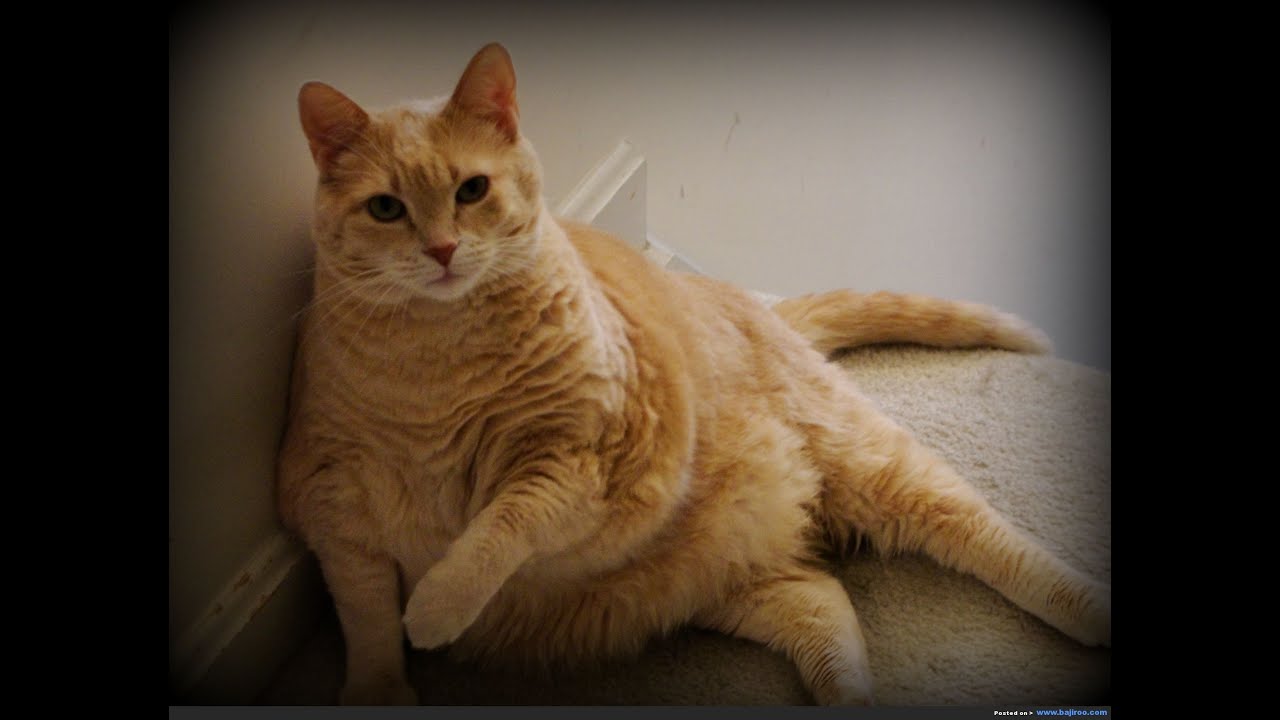 Love Your Fat Cat? Here's How To Keep Them Healthy And Fit For Years To Come