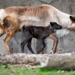 Uncovering The Truth: Meet The Real Darrien In Baby Reindeer