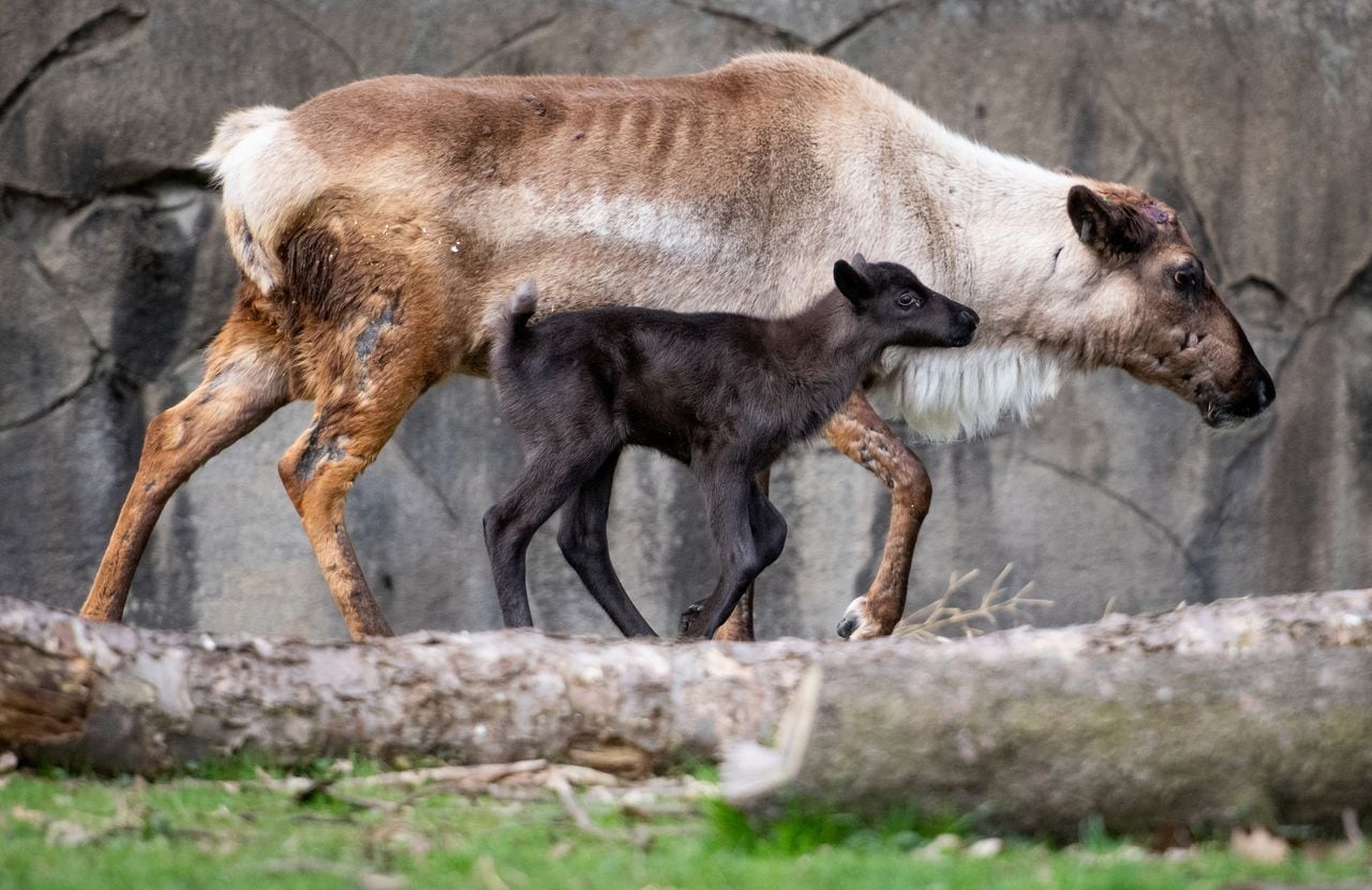 Uncovering The Truth: Meet The Real Darrien In Baby Reindeer