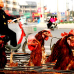 Uncovering The Truth About The Bird Flu Pandemic: What You Need To Know