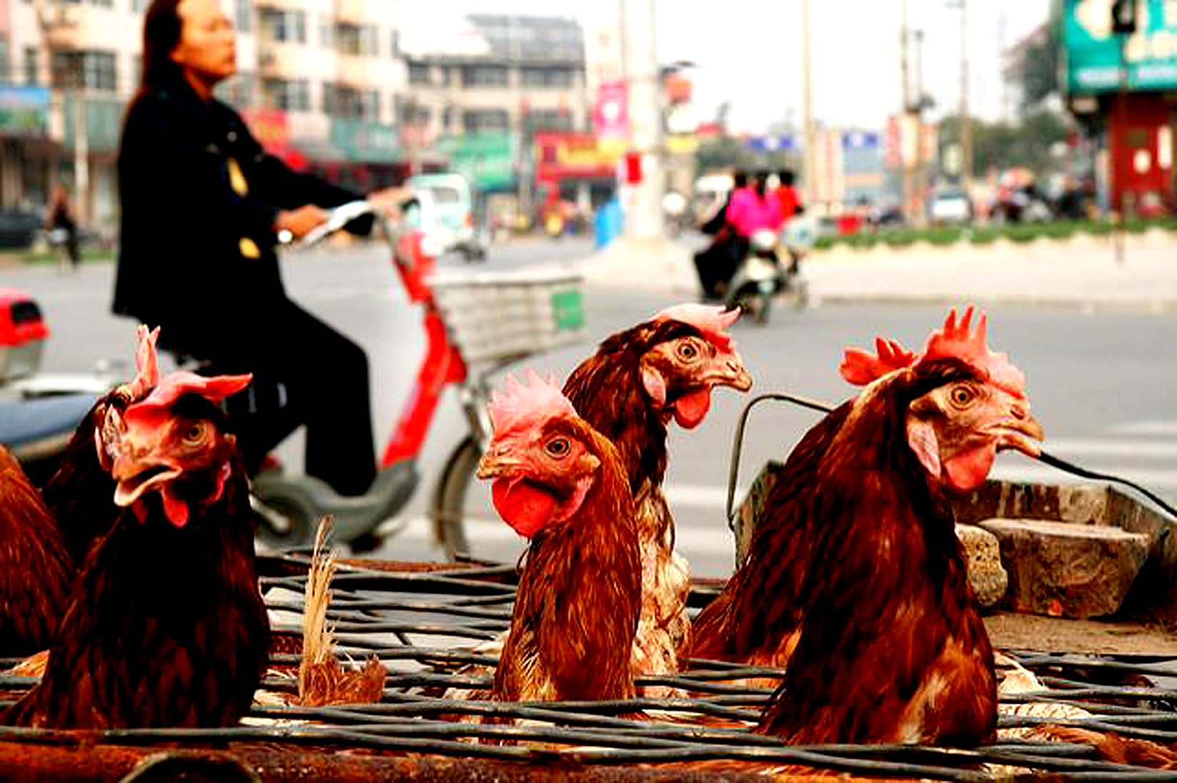 Uncovering The Truth About The Bird Flu Pandemic: What You Need To Know