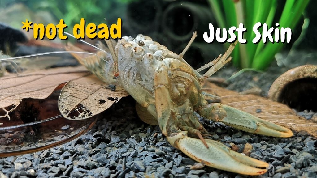 Crab Molting Demystified: The Truth About How Often They Shed Their Shells