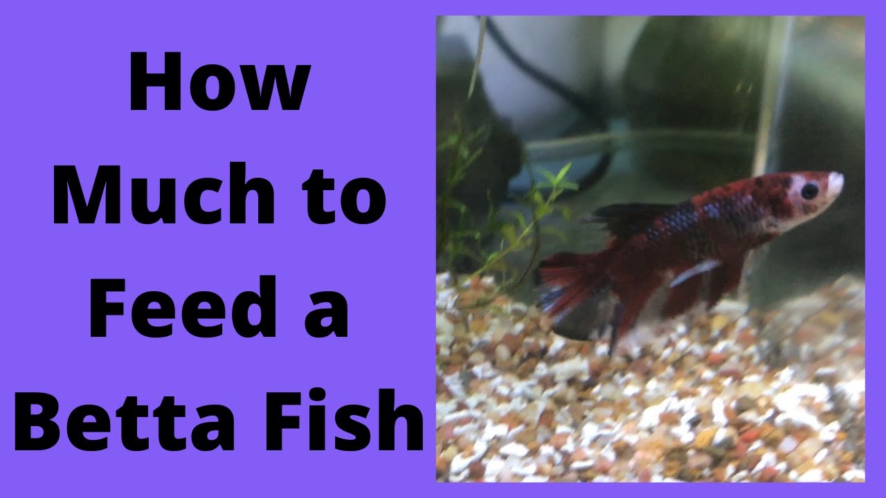 Feeding Your Betta Fish: How Often Should You Do It?