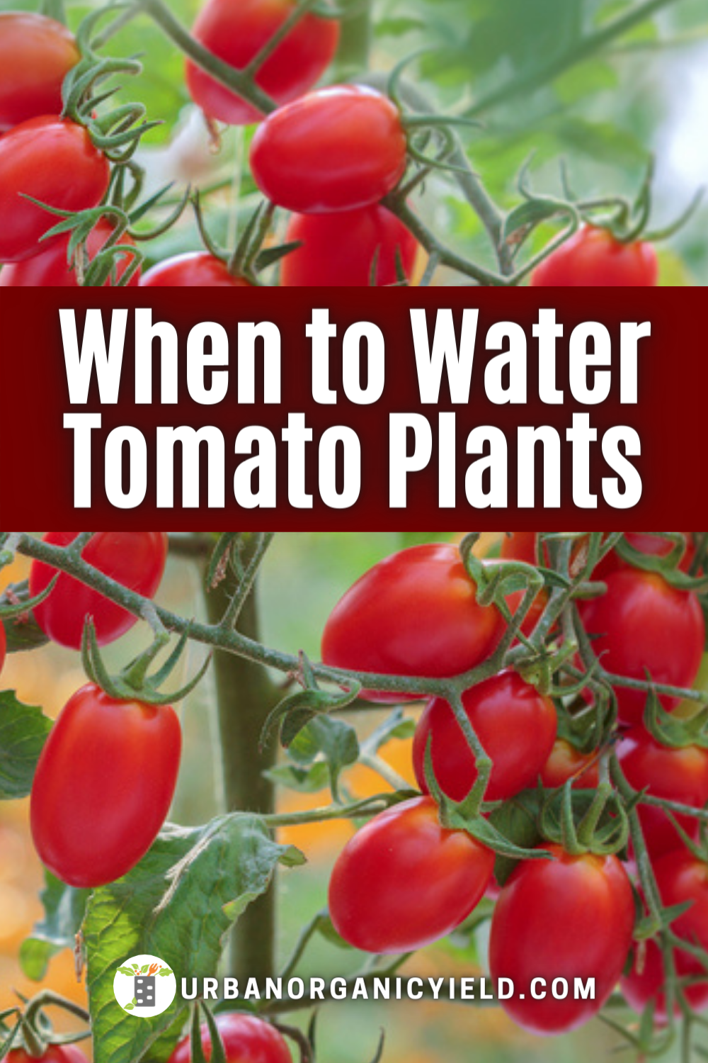 Optimal Watering Frequency For Tomato Plants: A Guide For Gardeners