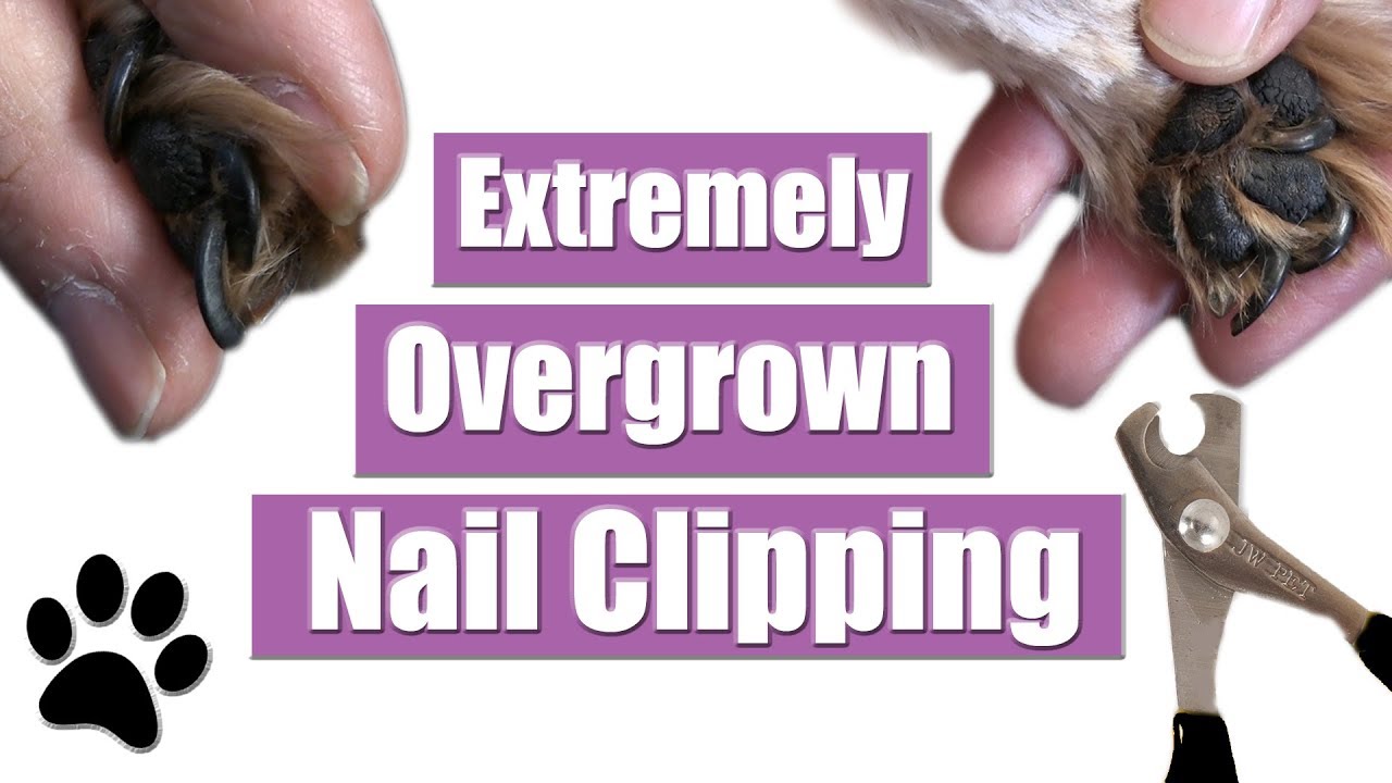 A Happy Dog Begins With Happy Feet: How Often To Trim Their Nails For Comfort