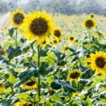 Mastering Your Sunflower Care Routine: The Optimal Watering Frequency For Sunflowers