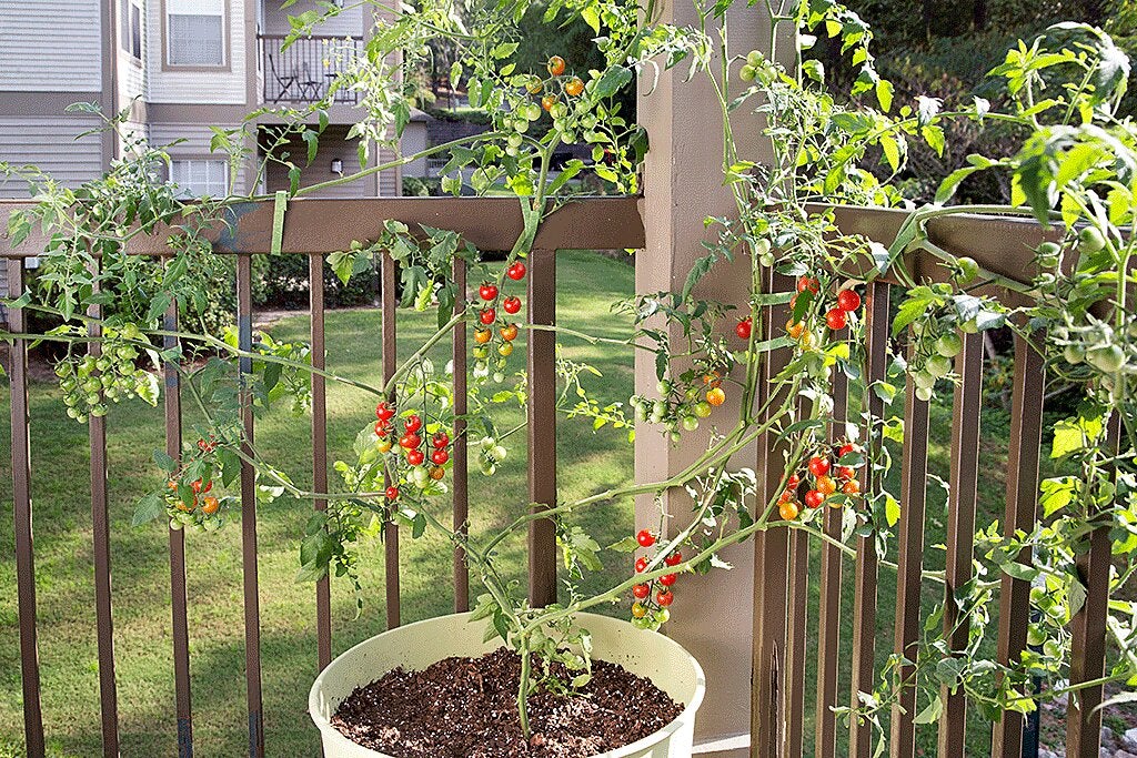 Maximizing Growth: The Optimal Watering Schedule For Tomato Plants