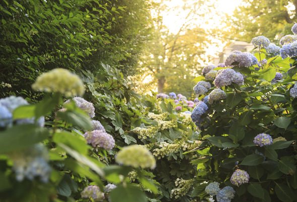 Maximizing Hydrangea Health: The Importance Of Proper Watering Frequency