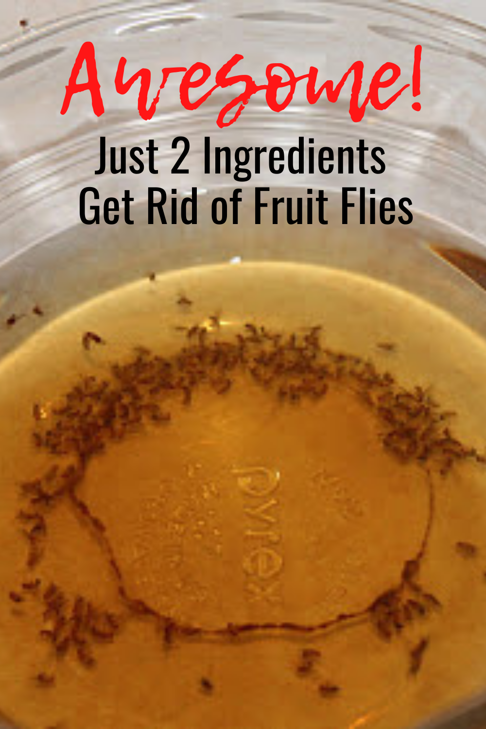Eliminate Pesky Flies: The Ultimate Guide On How To Get Rid Of Flies