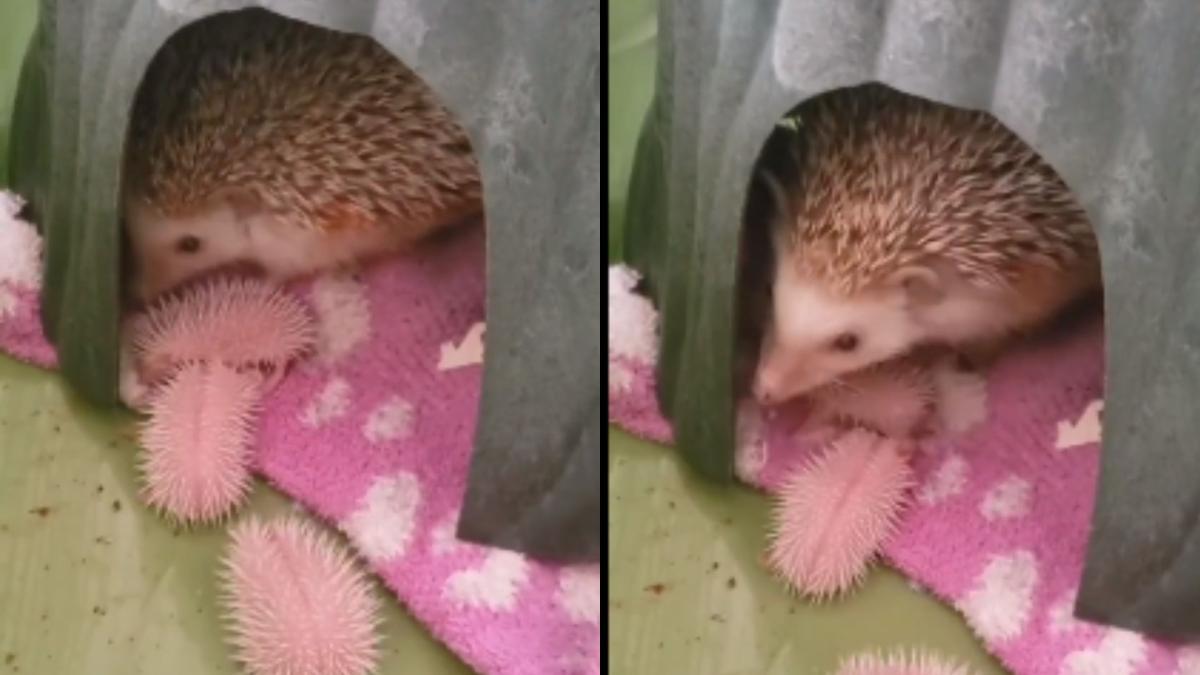 Aww-dorable Alert: Check Out This Baby Hedgehog!