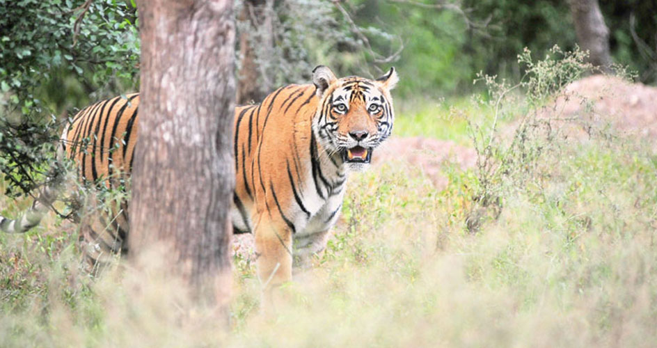 Unveiling The Wonders Of The Sariska Wildlife Sanctuary In Rajasthan